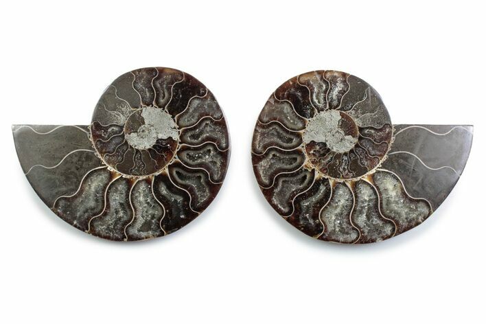 Cut & Polished Ammonite Fossil - Madagascar #377552